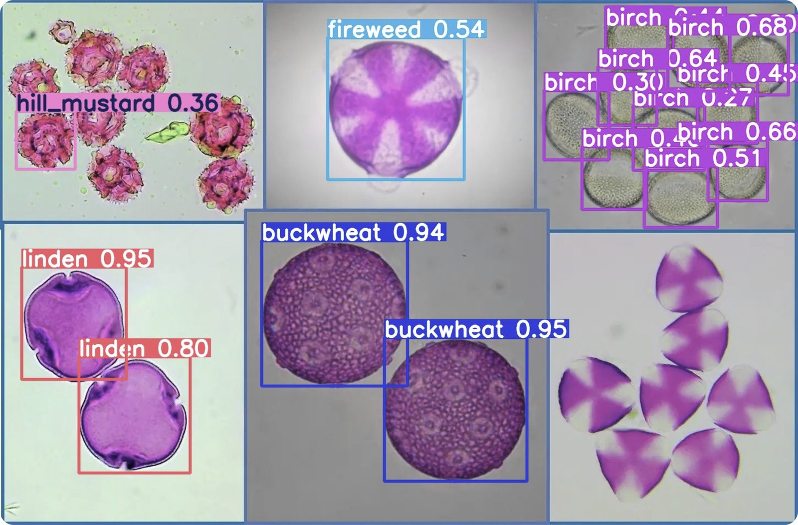 Microscope images of six pollen types — hill mustard, fireweed, birch, linden, buckwheat — each automatically labelled with a machine-learning confidence score